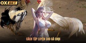 Cách Tập Luyện Cho Gà Chọi Đảm Bảo Sức Bền Trong Chiến Đấu